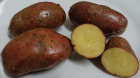 Kartoffelsorte Cherie