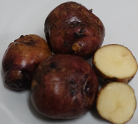  Kartoffelsorte Wildkartoffel v. Rosa Nr.1