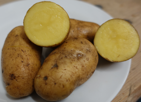 Kartoffelsorte Charlotte