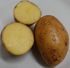  Kartoffelsorte Hörner Kamtschatka