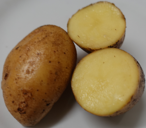 H�rner Kamtschatka