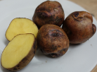  Kartoffelsorte 