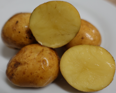 Kartoffelsorte Goldsegen