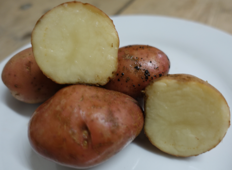Kartoffelsorte Sarpo Mira