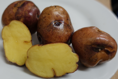 Kartoffelsorte Caribe I