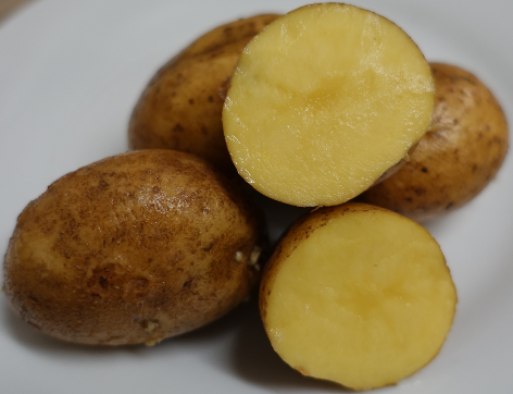 Kartoffelsorte Erna
