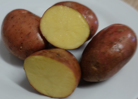 Kartoffelsorte Sarpo Axona