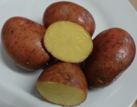 Kartoffelsorte Sarpo Axona