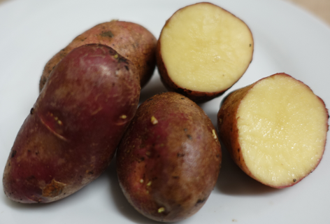 Kartoffelsorte Centifolia