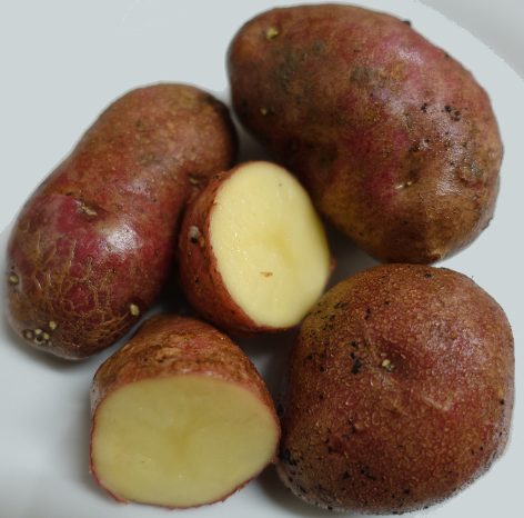 Kartoffelsorte Unica