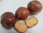 Harmosa
