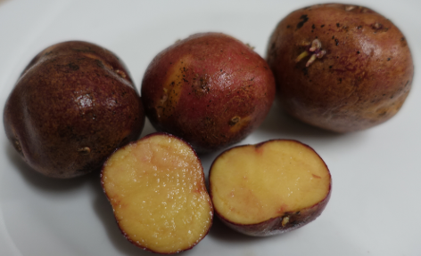 Kartoffelsorte Harmosa