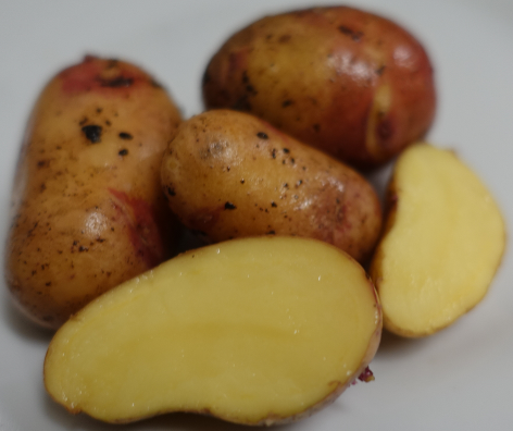 Kartoffelsorte Kuhbauch