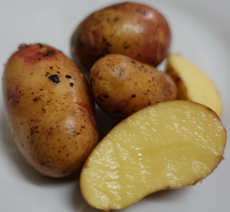 Kartoffelsorte Kuhbauch