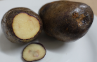 Kartoffelsorte Negra vom Titicacasee