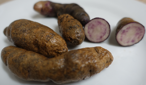 Kartoffelsorte Ajanhuiri Blaue