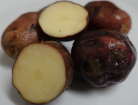 Peluca